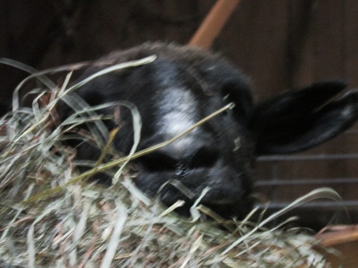 Maaaaaaaaaaaa there is not enough clover in this hay was the morning call from Lucy